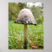 Shaggy Ink Cap Mushroom Poster (Vorne)