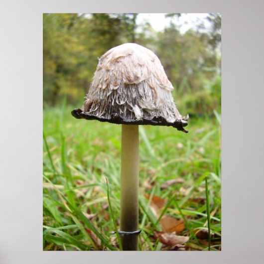 Shaggy Ink Cap Mushroom Poster (Vorne)