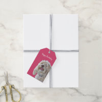 Shaggy Poodle auf rosa