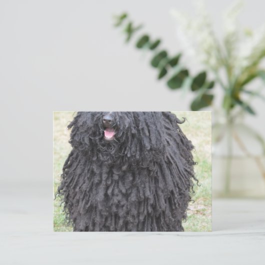 Shaggy Puli Dog Postkarte (Stehend Vorderseite)