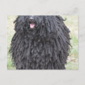 Shaggy Puli Dog Postkarte (Vorderseite)