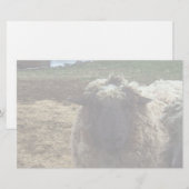 Shaggy Schafe Briefpapier (Vorne/Hinten)