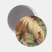Shaggy Shetland Pony Magnet (Vorderseite/Rückseite)
