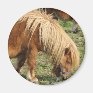 Shaggy Shetland Pony Magnet