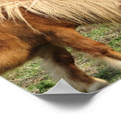 Shaggy Shetland Pony Poster (Ecke)