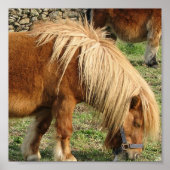 Shaggy Shetland Pony Poster (Vorne)