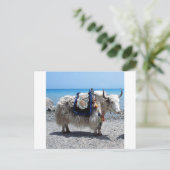 Shaggy Yak Tragend Brily COlored Tack Postkarte (Stehend Vorderseite)