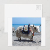 Shaggy Yak Tragend Brily COlored Tack Postkarte (Vorne/Hinten)