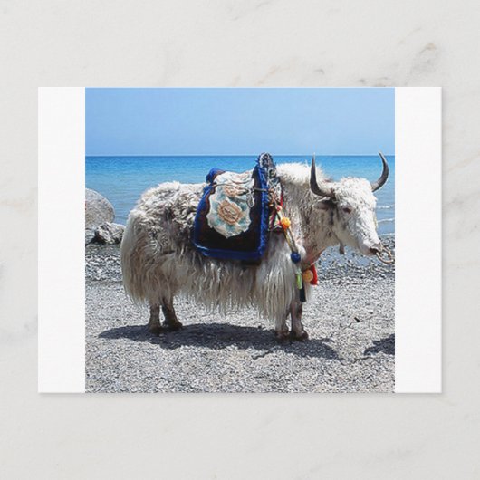 Shaggy Yak Tragend Brily COlored Tack Postkarte (Vorderseite)