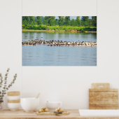 Shags, Fluss Donau Poster (Küche)