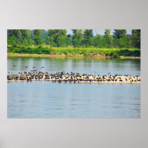 Shags, Fluss Donau Poster