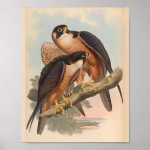 Shaheen-Falke Vogel Vintage-Kunst Druck Poster