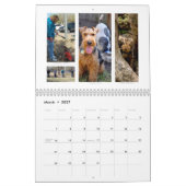 Shaireabs Bayleigh Waliser Terrier Kalender 2014 (Mär 2027)