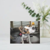 Shake it off beagle postkarte (Stehend Vorderseite)
