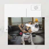Shake it off beagle postkarte (Vorne/Hinten)