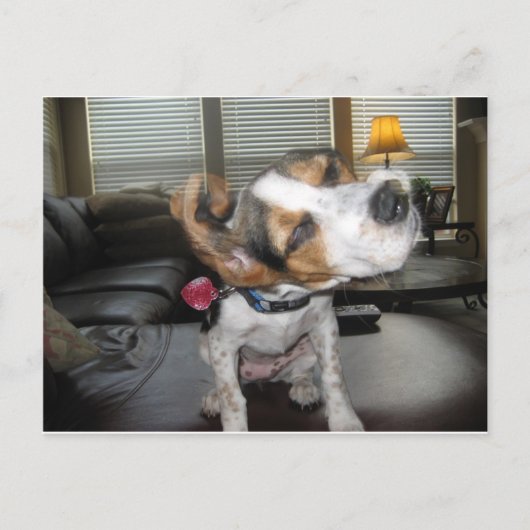Shake it off beagle postkarte (Vorderseite)