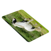 Shakmalpferd Flexible Magnet (Rechte Seite)