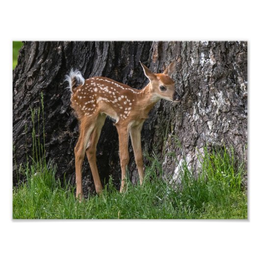 Shaky Legs Fawn Fotodruck (Vorne)