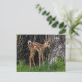 Shaky Legs Fawn Postkarte (Stehend Vorderseite)