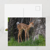 Shaky Legs Fawn Postkarte (Vorne/Hinten)