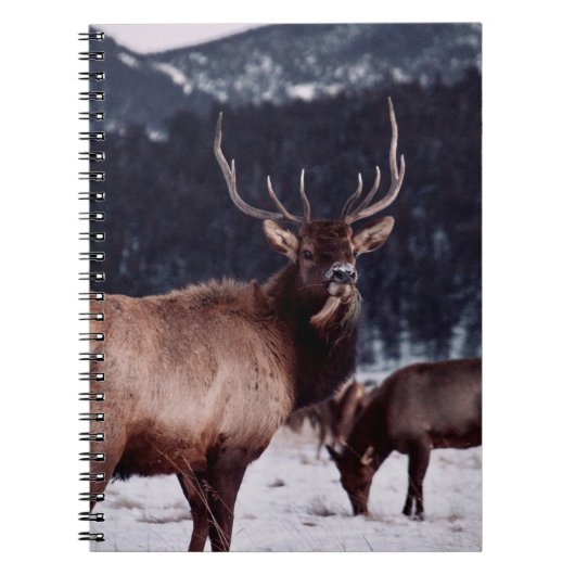 SHALLOW FOCUS FOTO BROWN DEER NOTIZBLOCK (Vorderseite)