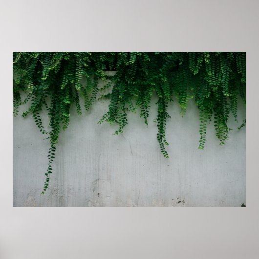 SHALLOW-FOCUS-FOTO FÜR FERN-PFLANZE POSTER (Vorne)