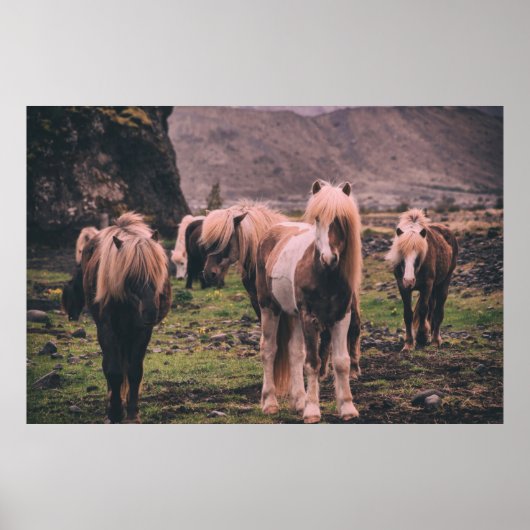 SHALLOW FOCUS FOTOGRAFIE DER PFERDE POSTER (Vorne)