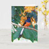 Shama Thrush Karte (Gelbe Blume)