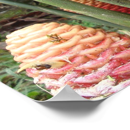 Shampoo Ginger, Costa Rica Poster (Ecke)