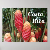 Shampoo Ginger, Costa Rica Poster (Vorne)