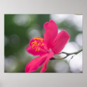 Shanghai Beauty Poster (Vorne)