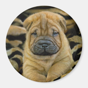 Shar-Pei 4 Woche alter Welpe Magnet