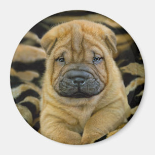Shar-Pei, 4 Wochen alt Magnet