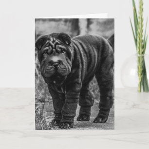 SHAR PEI DOG NIEDLICHE GEBURTSTAG CARD KARTE