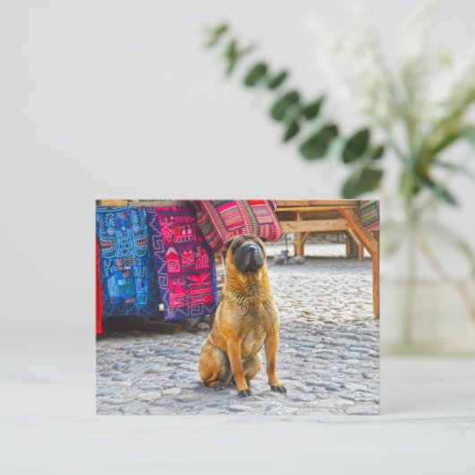 Shar Pei Dog, Ollantaytambo, Peru Postkarte (Stehend Vorderseite)