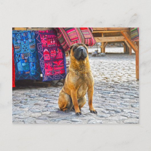 Shar Pei Dog, Ollantaytambo, Peru Postkarte (Vorderseite)