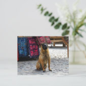 Shar Pei Dog, Ollantaytambo, Peru Postkarte (Stehend Vorderseite)