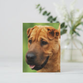 Shar Pei Dog Postcard Postkarte (Stehend Vorderseite)