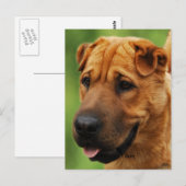 Shar Pei Dog Postcard Postkarte (Vorne/Hinten)