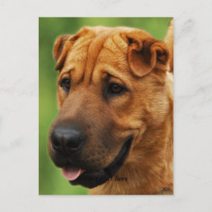Shar Pei Dog Postcard Postkarte