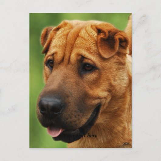 Shar Pei Dog Postcard Postkarte (Vorderseite)