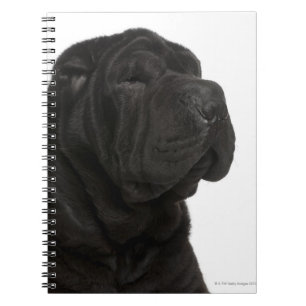 Shar Pei (einjährige) Nahaufnahme Notizblock
