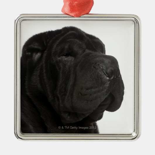 Shar Pei (einjährige) Nahaufnahme Silbernes Ornament (Vorne)
