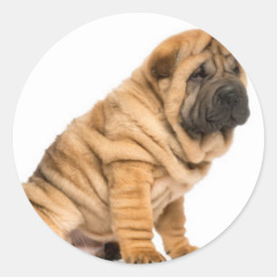 Shar pei Hund Runder Aufkleber