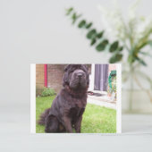 Shar pei longhair sitzend.png postkarte (Stehend Vorderseite)