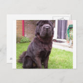 Shar pei longhair sitzend.png postkarte (Vorne/Hinten)