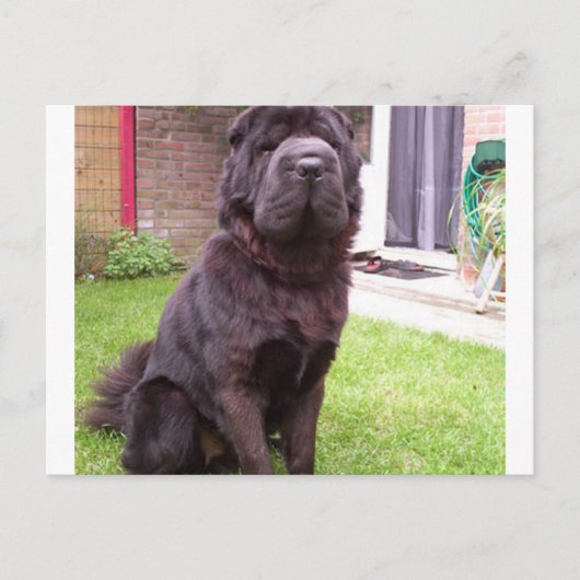 Shar pei longhair sitzend.png postkarte (Vorderseite)