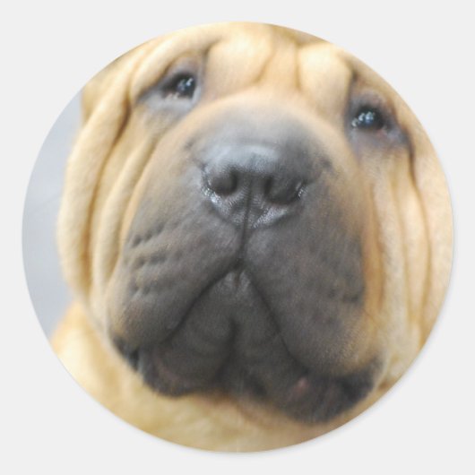 Shar Pei mit Falten als Kleber Runder Aufkleber (Vorderseite)