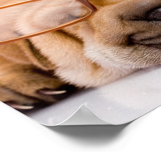 Shar Pei Poster (Ecke)