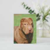 Shar Pei Postkarte (Stehend Vorderseite)